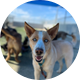 Fresno Humane