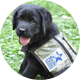 Warrior Canine Connection
