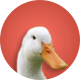 AugustTheDuck