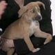 BuzzFeed Puppies