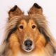 Reveille X