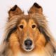 reveille