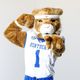 The Kentucky Wildcat