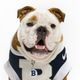 Butler Blue IV